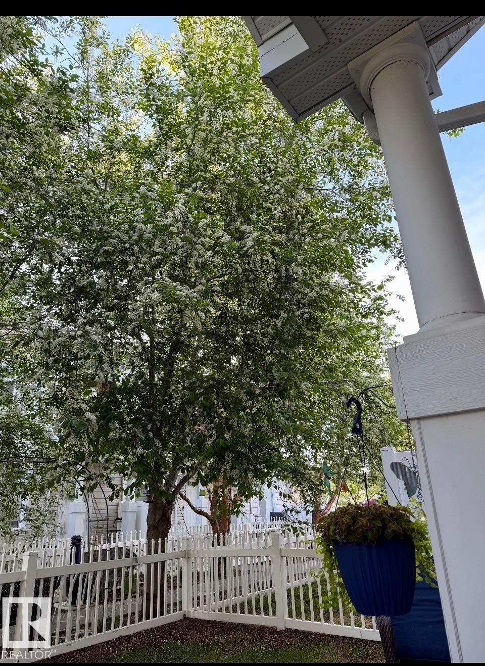 Established tree with abundant white blossoms, white picket fence, and columned porch entry - #184 1804 70 St Sw, Edmonton, AB - Outdoor